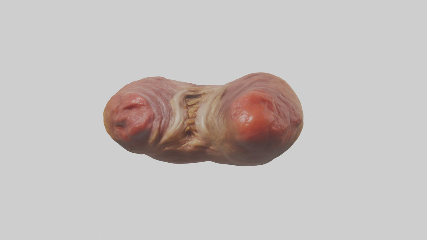 3D model Deer Stomach VR / AR / low-poly