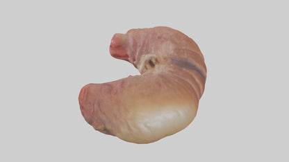 3D model Deer Stomach VR / AR / low-poly