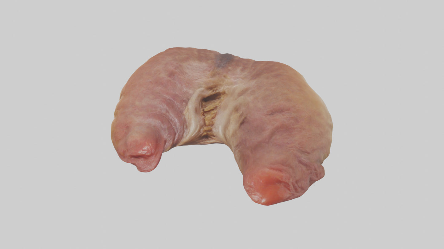 3D model Deer Stomach VR / AR / low-poly