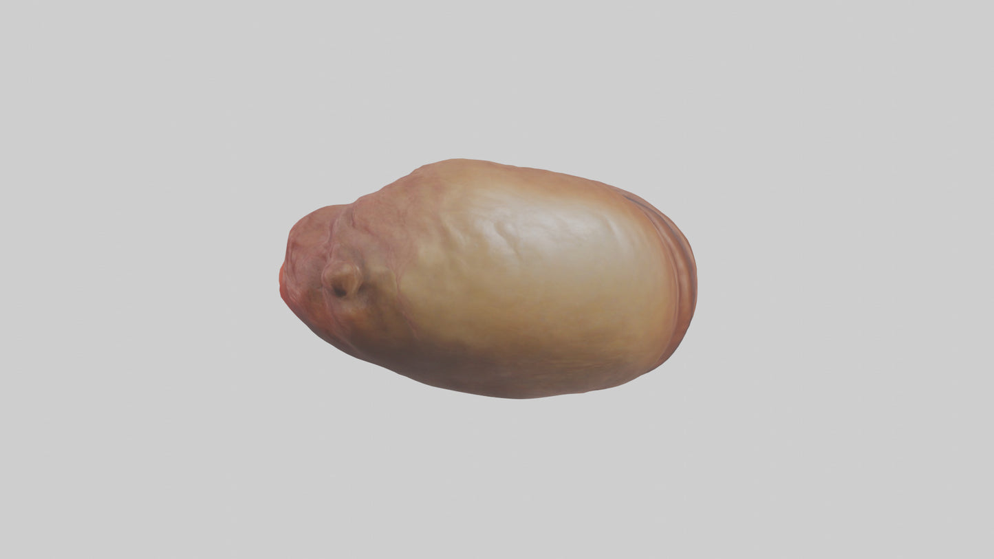 3D model Deer Stomach VR / AR / low-poly