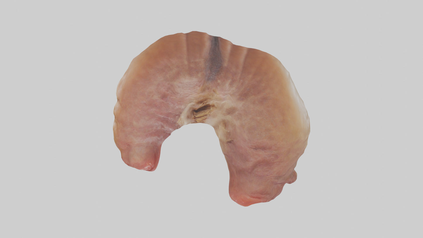 3D model Deer Stomach VR / AR / low-poly