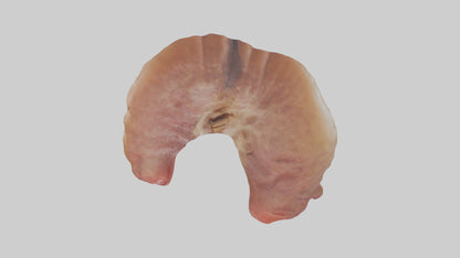 3D model Deer Stomach VR / AR / low-poly