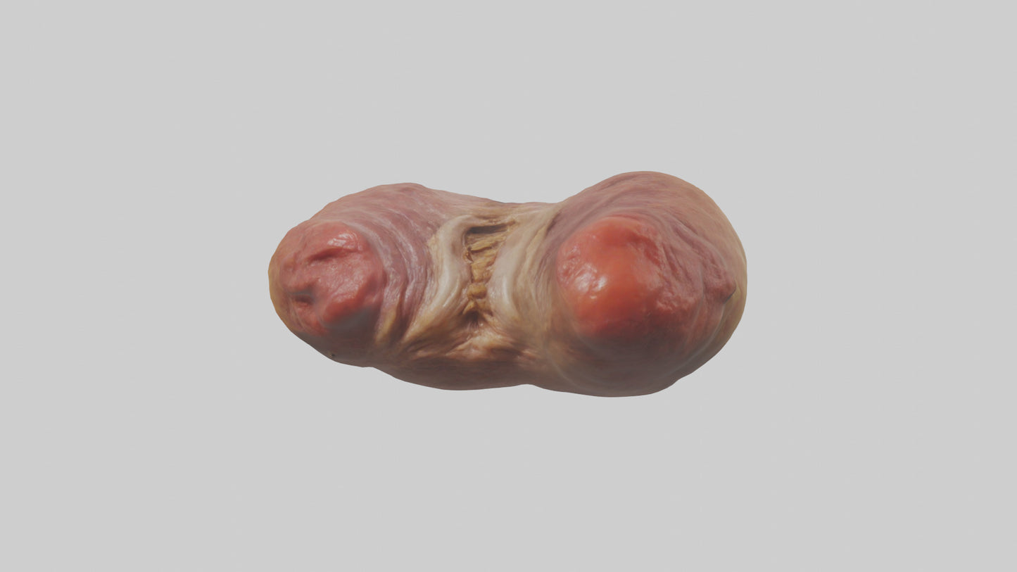 3D model Deer Stomach VR / AR / low-poly