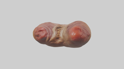 3D model Deer Stomach VR / AR / low-poly