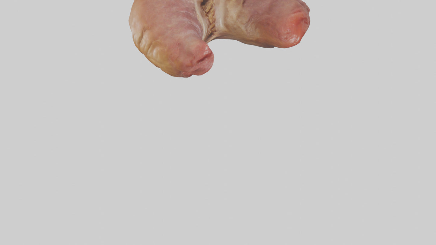 3D model Deer Stomach VR / AR / low-poly