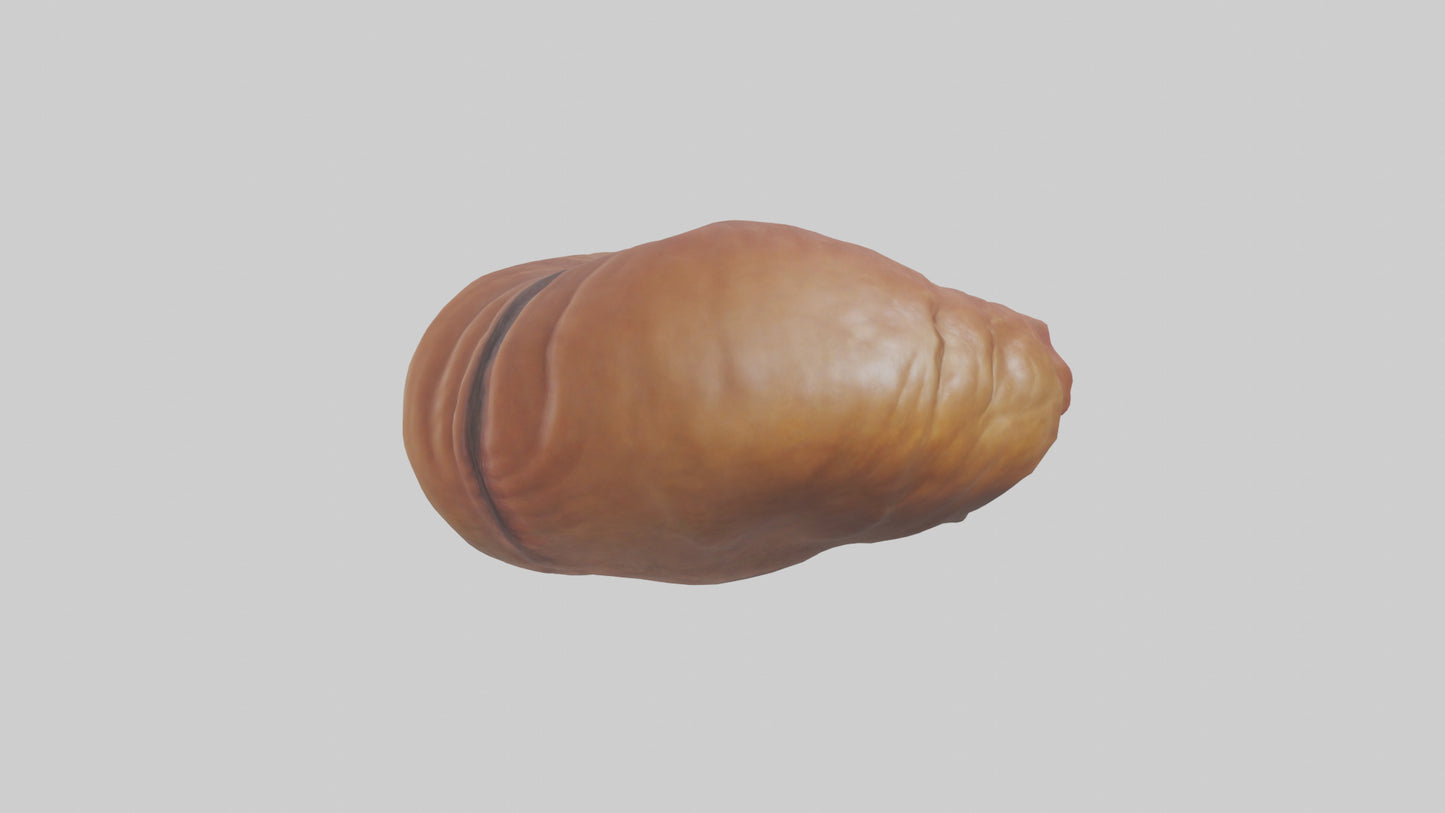 3D model Deer Stomach VR / AR / low-poly