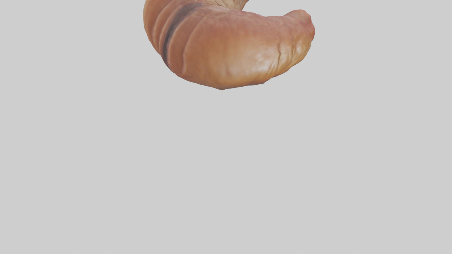 3D model Deer Stomach VR / AR / low-poly