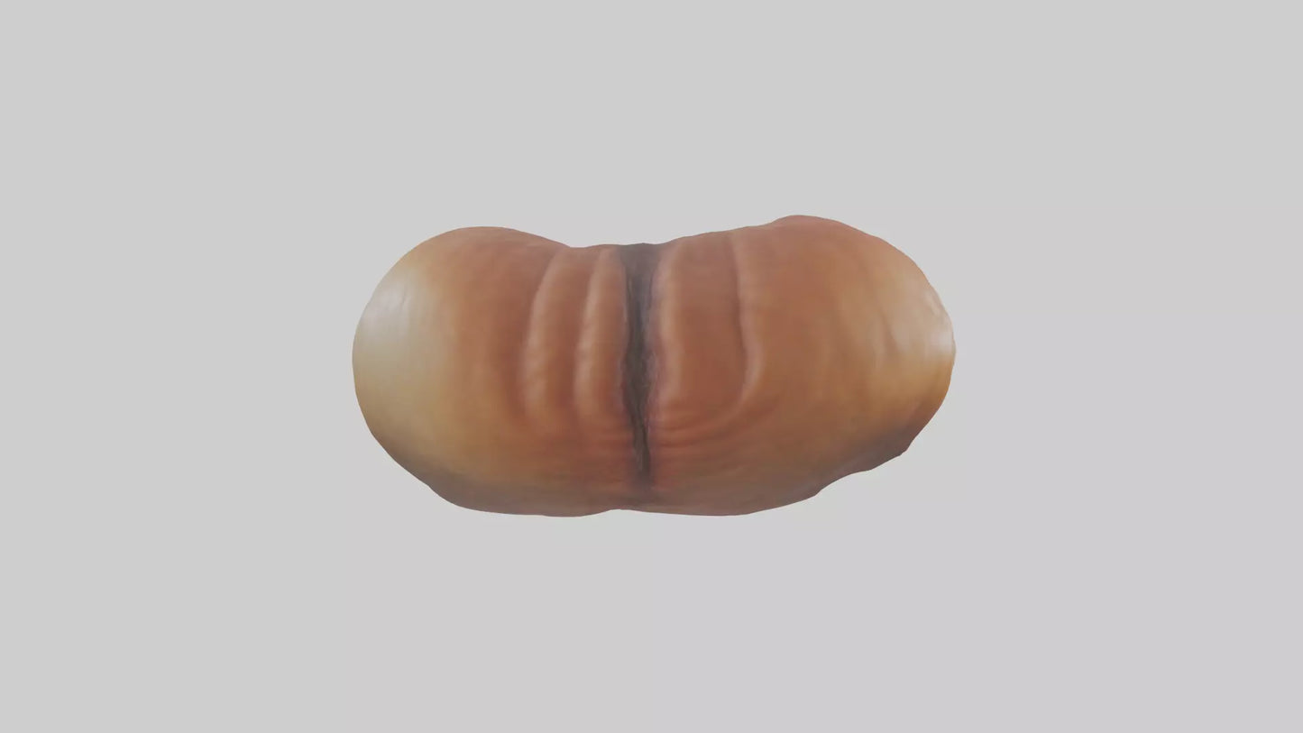 3D model Deer Stomach VR / AR / low-poly
