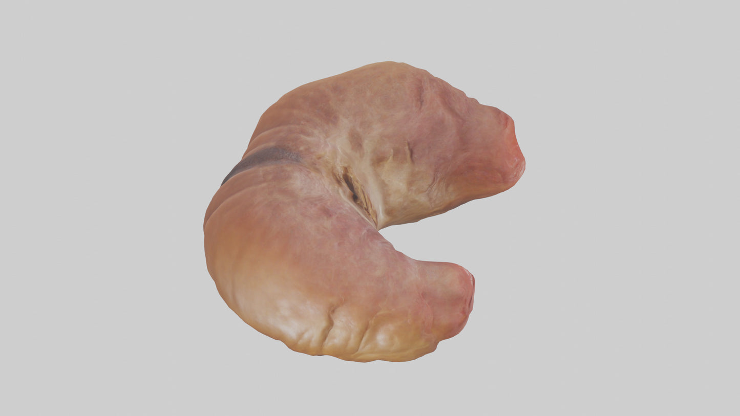 3D model Deer Stomach VR / AR / low-poly