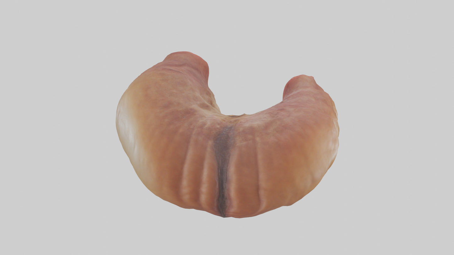 3D model Deer Stomach VR / AR / low-poly