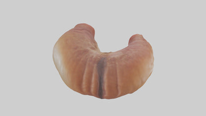 3D model Deer Stomach VR / AR / low-poly