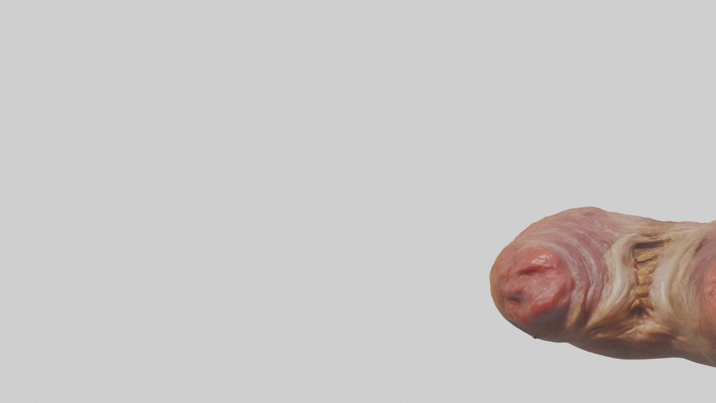 3D model Deer Stomach VR / AR / low-poly