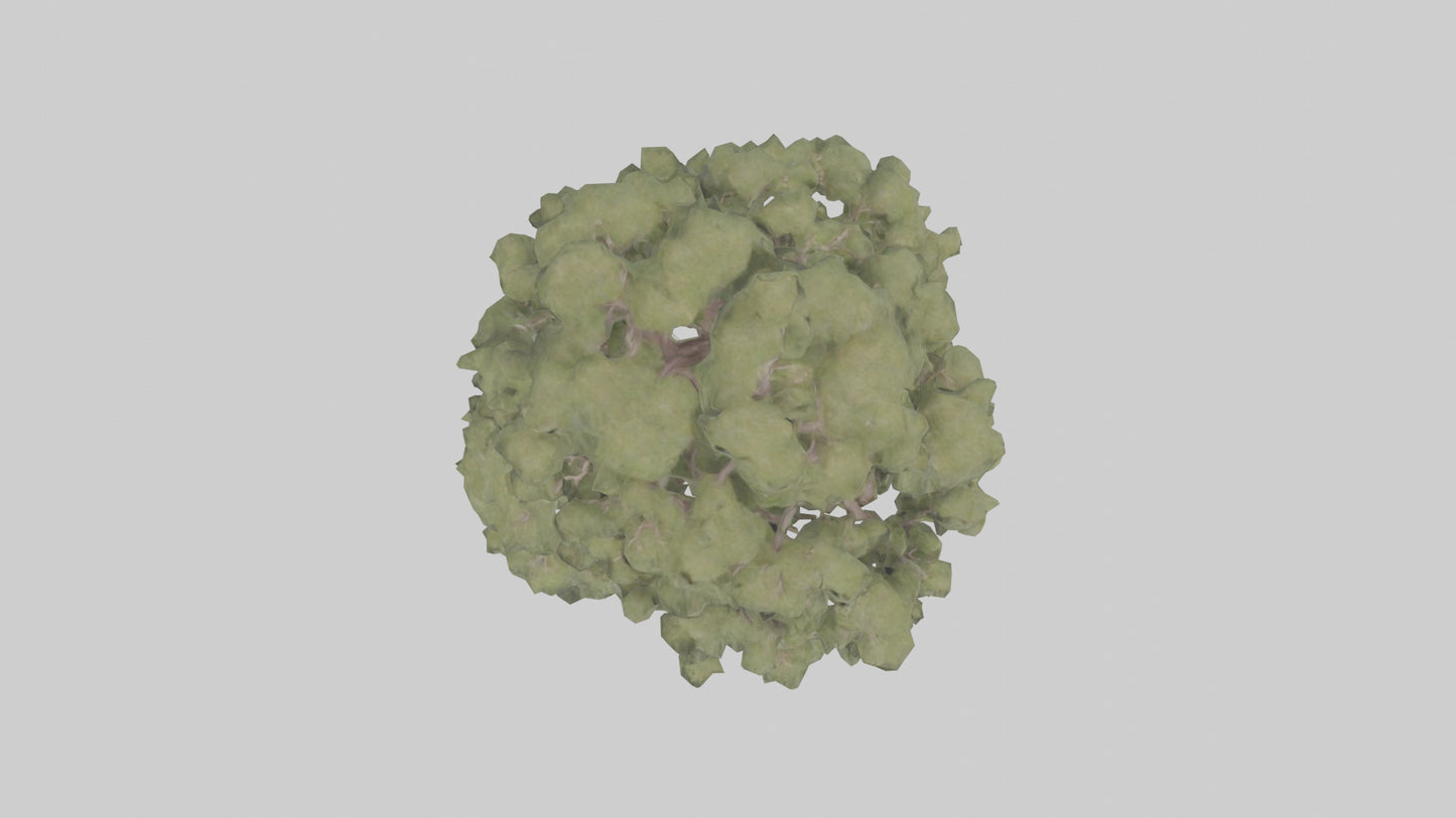 3D model Desert Willow tree model VR / AR / low-poly