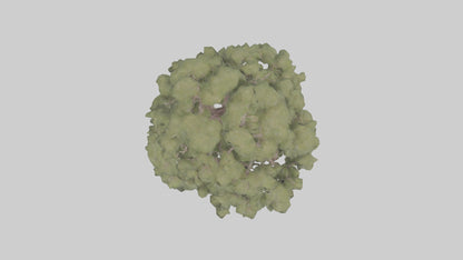 3D model Desert Willow tree model VR / AR / low-poly