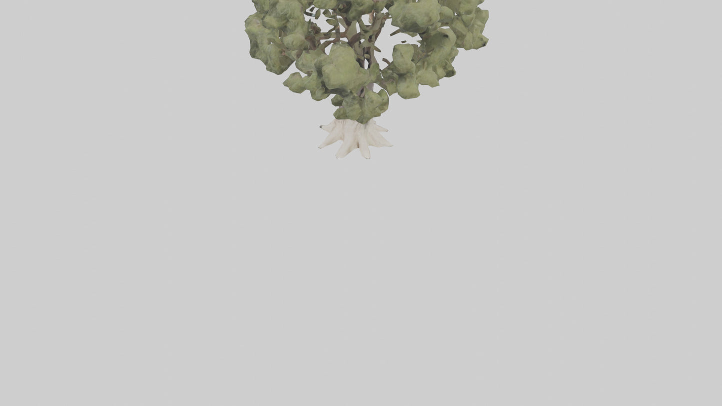 3D model Desert Willow tree model VR / AR / low-poly