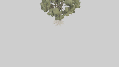 3D model Desert Willow tree model VR / AR / low-poly