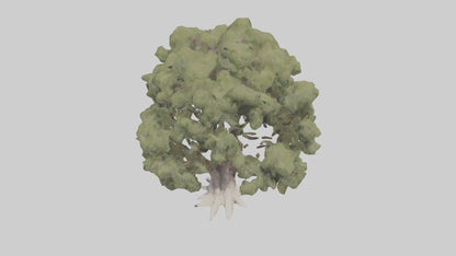 3D model Desert Willow tree model VR / AR / low-poly