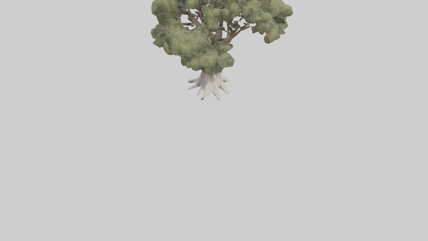 3D model Desert Willow tree model VR / AR / low-poly