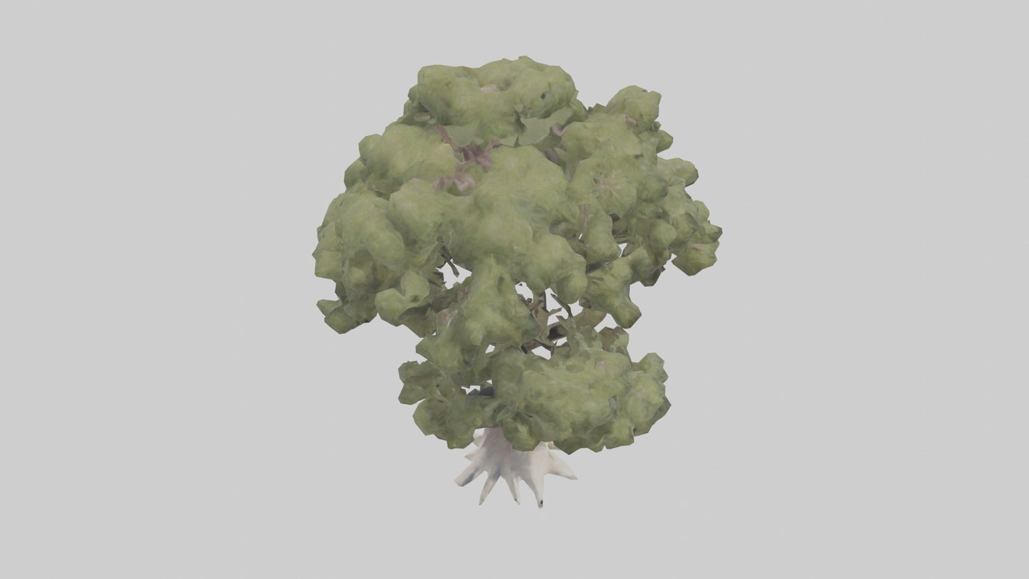 3D model Desert Willow tree model VR / AR / low-poly