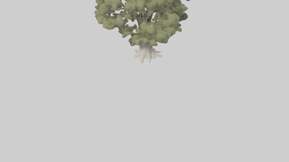 3D model Desert Willow tree model VR / AR / low-poly