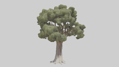3D model Desert Willow tree model VR / AR / low-poly
