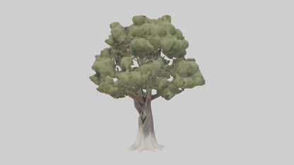 3D model Desert Willow tree model VR / AR / low-poly