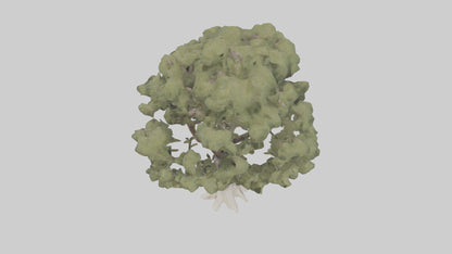 3D model Desert Willow tree model VR / AR / low-poly