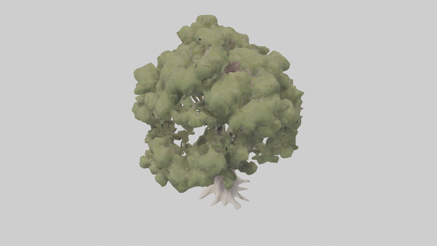 3D model Desert Willow tree model VR / AR / low-poly