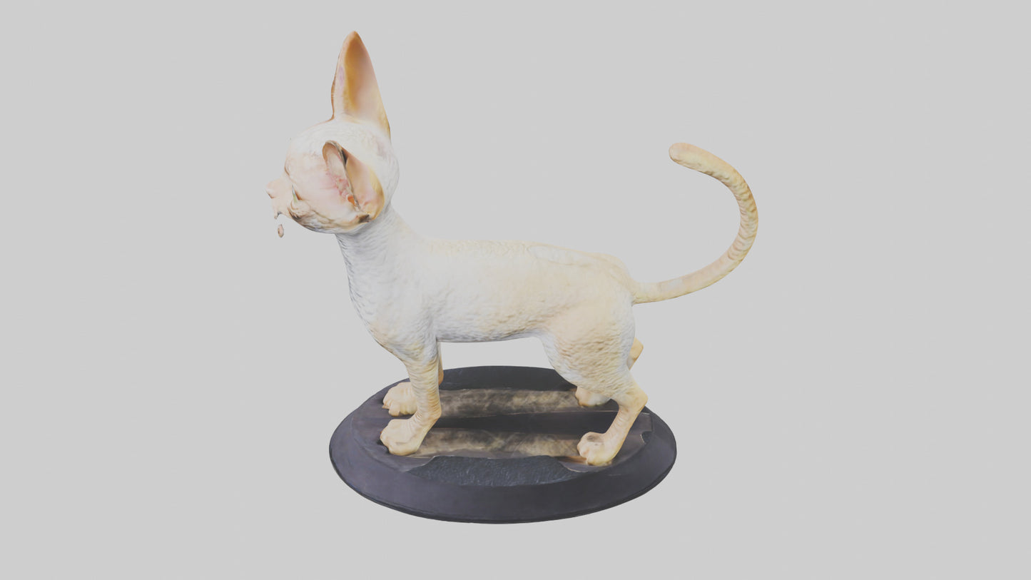 3D model Devon Rex statue model VR / AR / low-poly