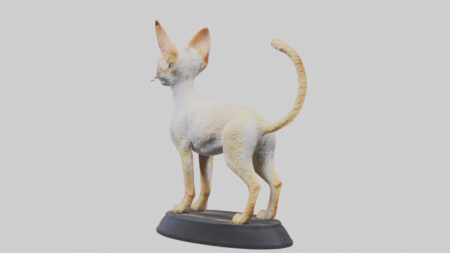 3D model Devon Rex statue model VR / AR / low-poly