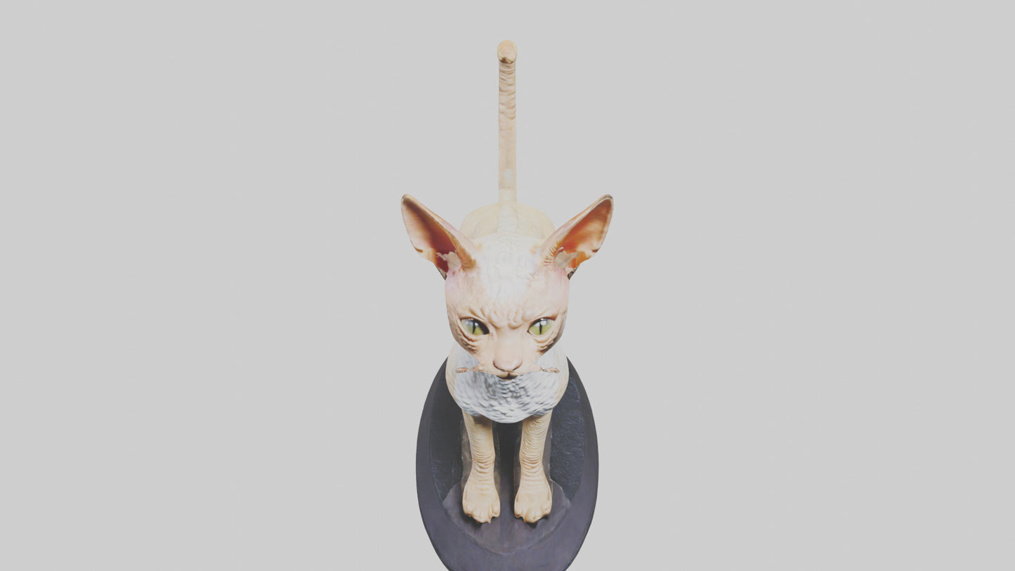 3D model Devon Rex statue model VR / AR / low-poly