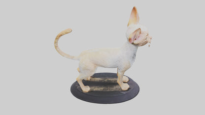3D model Devon Rex statue model VR / AR / low-poly