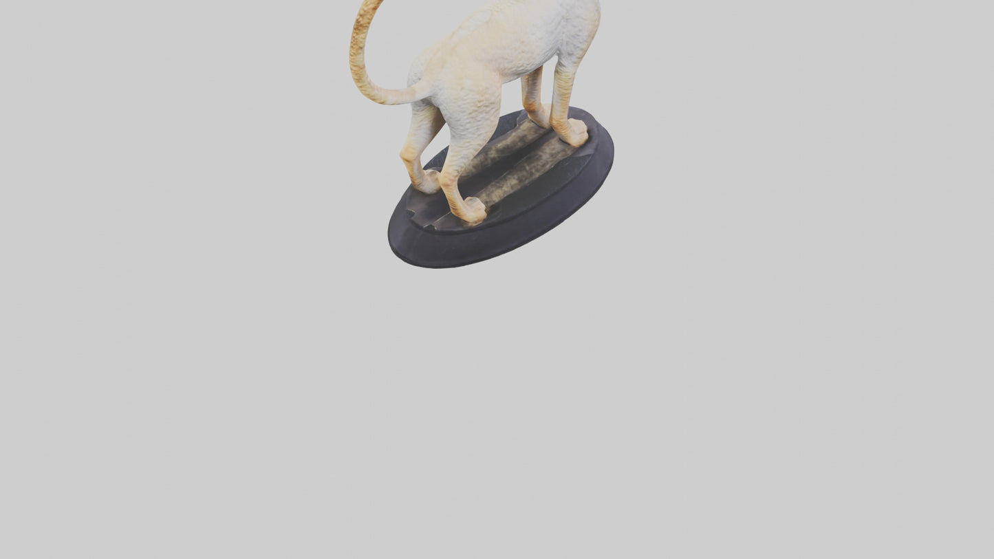 3D model Devon Rex statue model VR / AR / low-poly