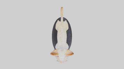 3D model Devon Rex statue model VR / AR / low-poly