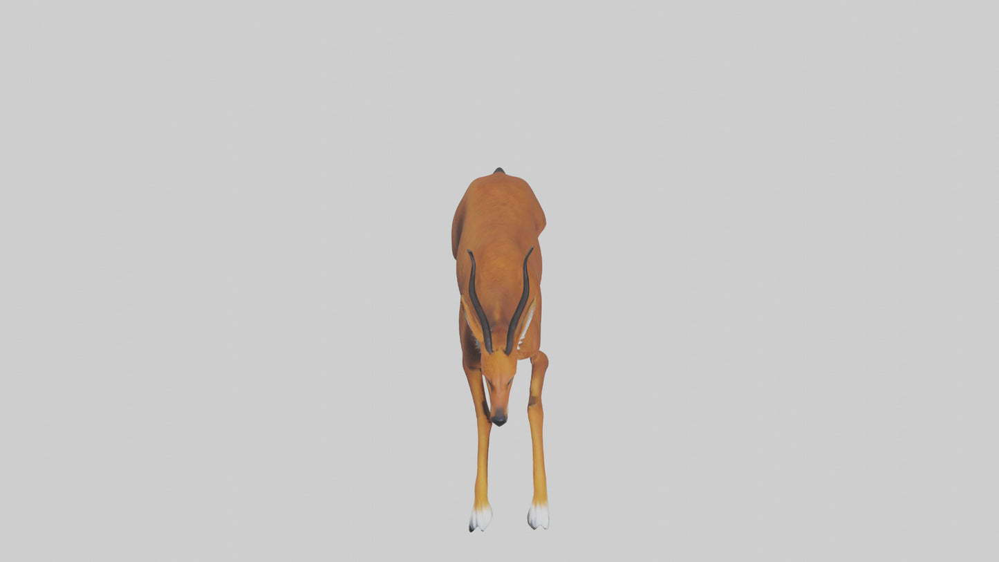 3D model Dhole chasing prey model VR / AR / low-poly