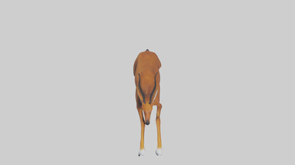 3D model Dhole chasing prey model VR / AR / low-poly