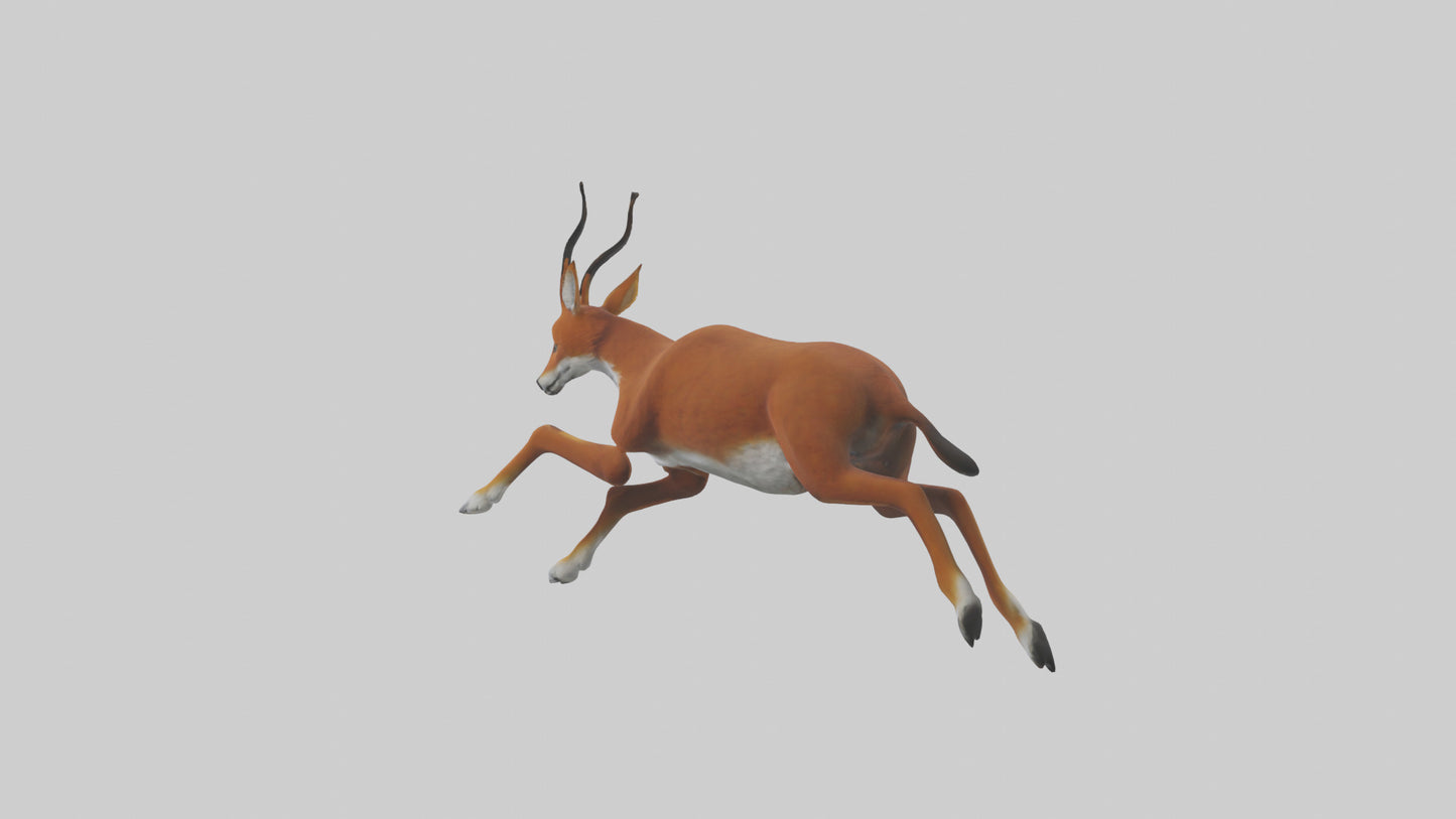 3D model Dhole chasing prey model VR / AR / low-poly