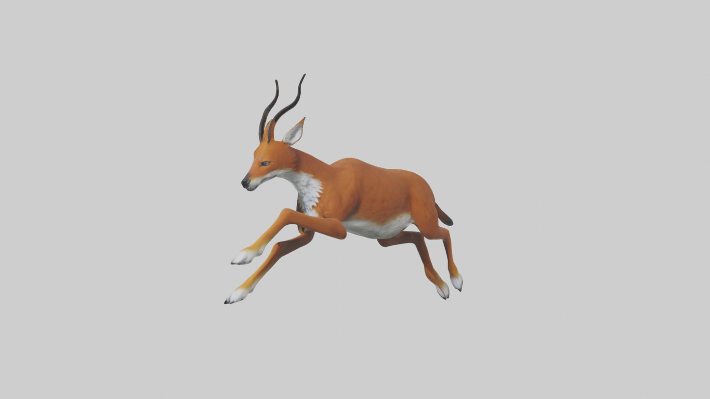 3D model Dhole chasing prey model VR / AR / low-poly