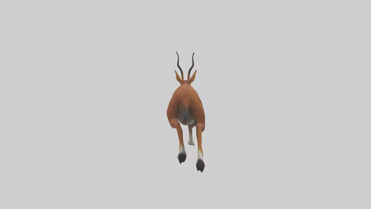 3D model Dhole chasing prey model VR / AR / low-poly