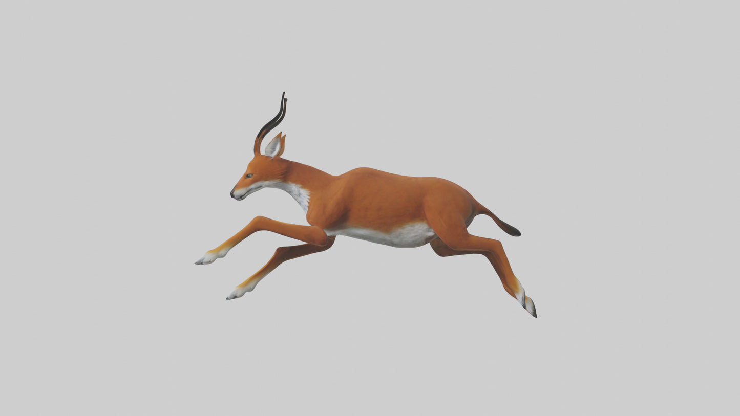 3D model Dhole chasing prey model VR / AR / low-poly