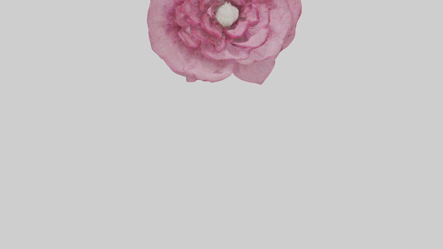 3D model Dianthus model VR / AR / low-poly