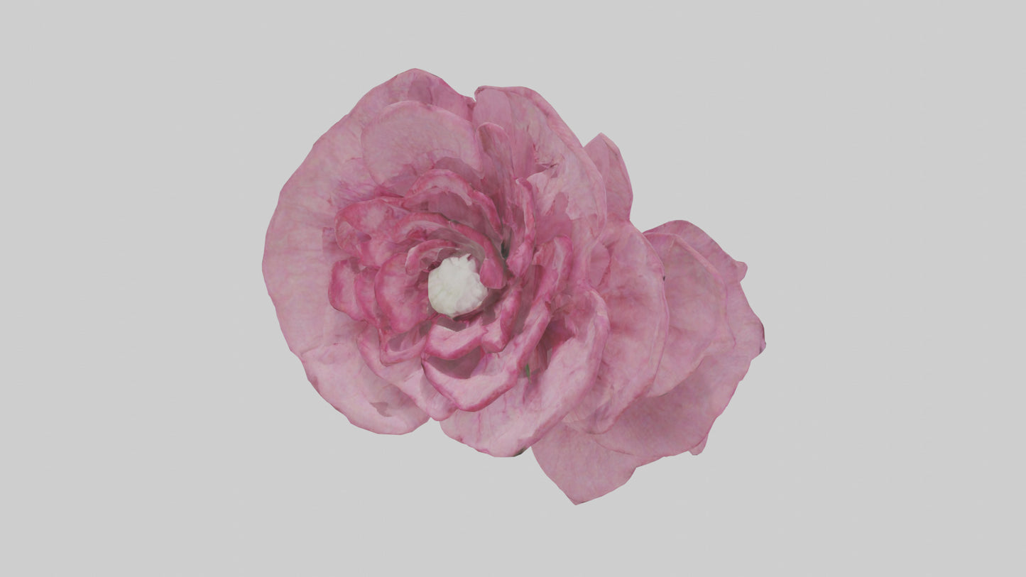 3D model Dianthus model VR / AR / low-poly