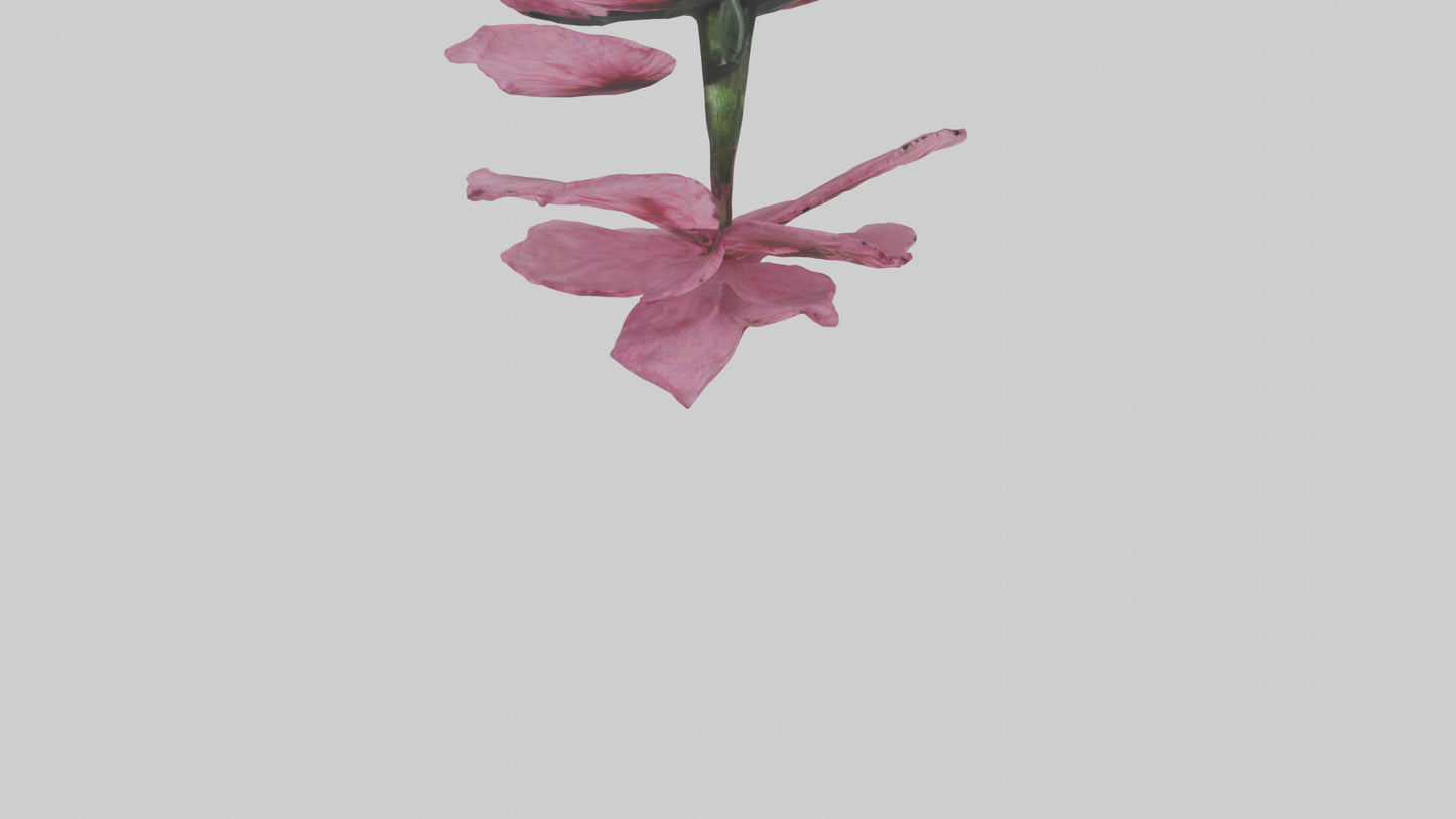 3D model Dianthus model VR / AR / low-poly