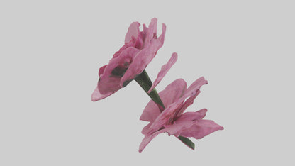 3D model Dianthus model VR / AR / low-poly