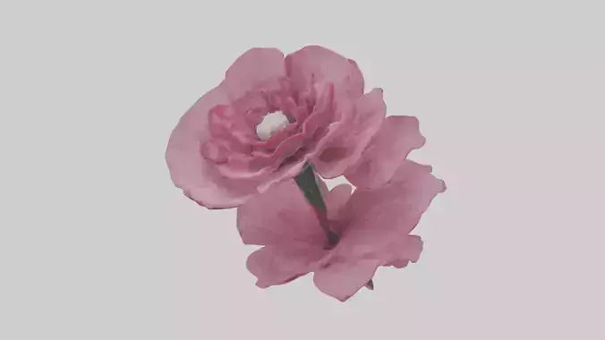 3D model Dianthus model VR / AR / low-poly