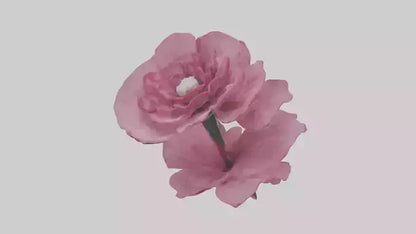 3D model Dianthus model VR / AR / low-poly