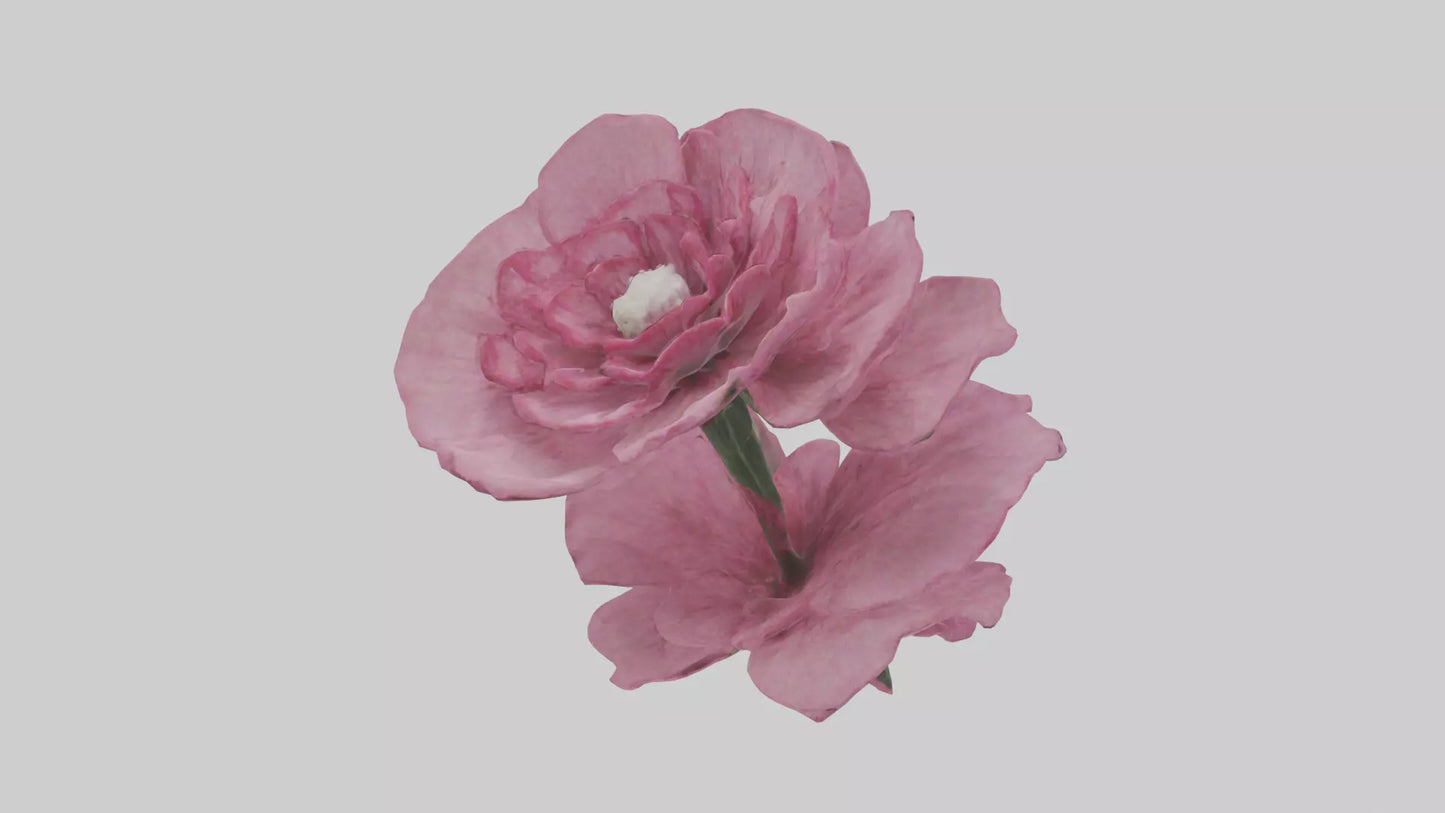 3D model Dianthus model VR / AR / low-poly