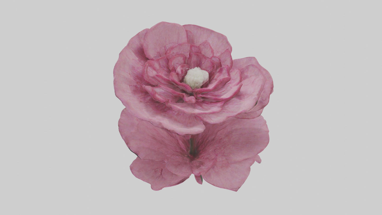 3D model Dianthus model VR / AR / low-poly