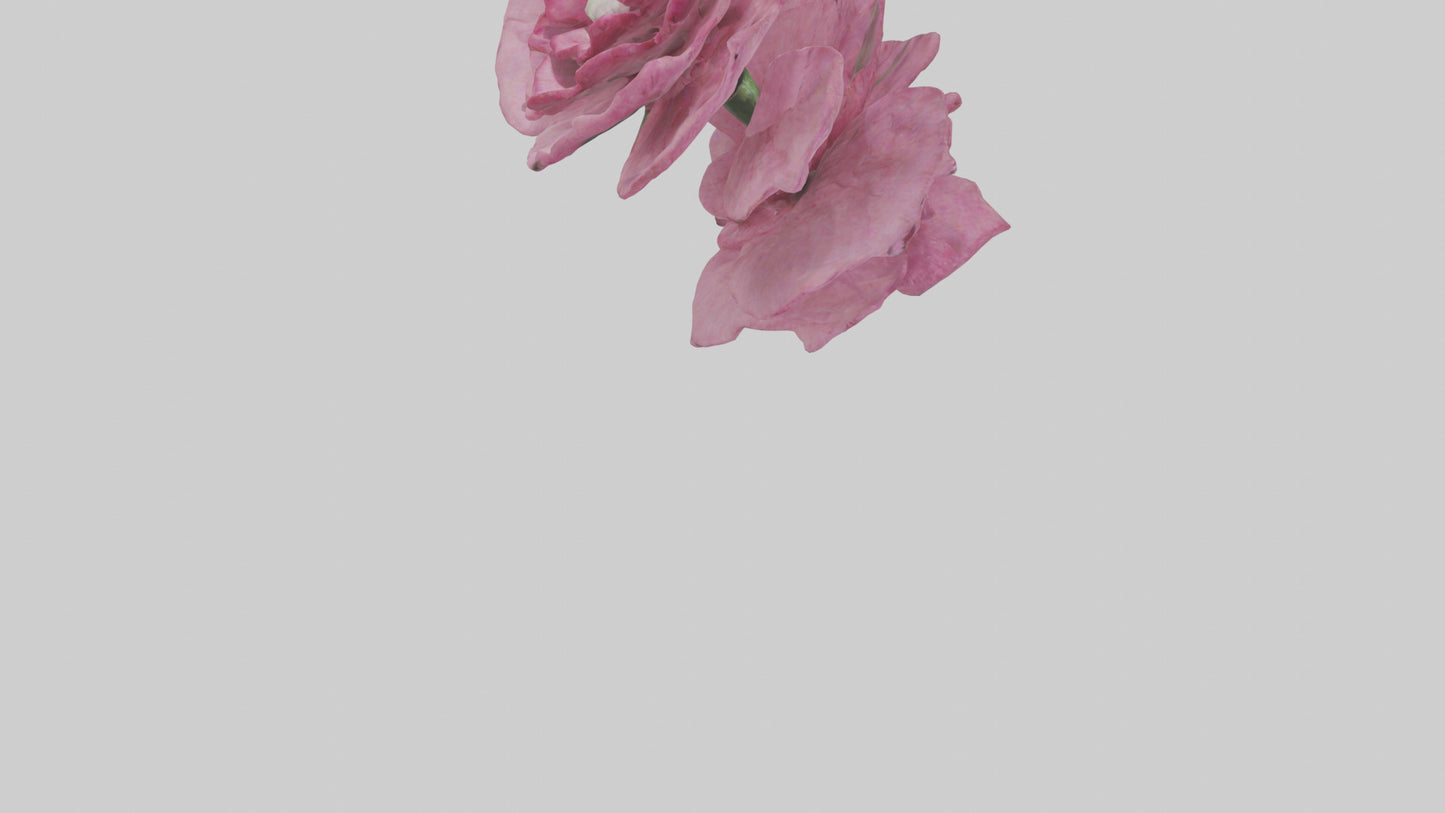 3D model Dianthus model VR / AR / low-poly