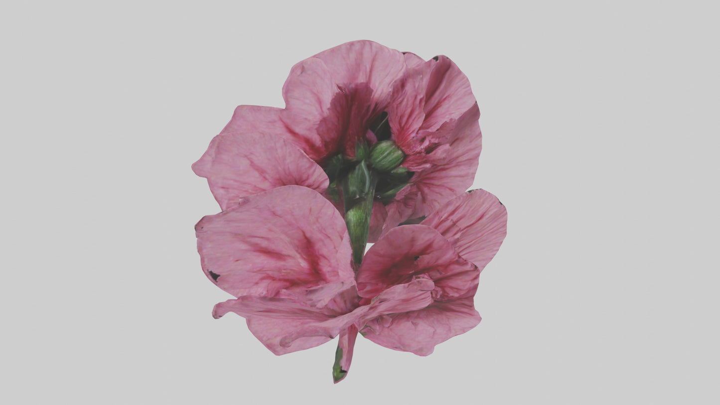 3D model Dianthus model VR / AR / low-poly